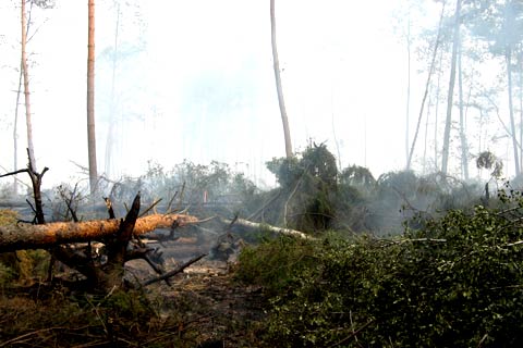 Fires in Russia have consumed vast areas of forest cover/Commons