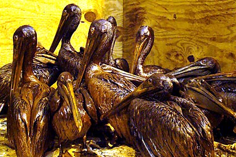 Pelicans in care near Louisiana, USA, following the Deepwater spill/Source: International Bird Rescue Research Center